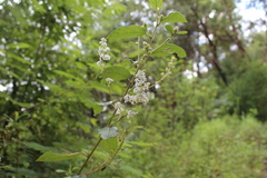 Ceanothus caeruleus