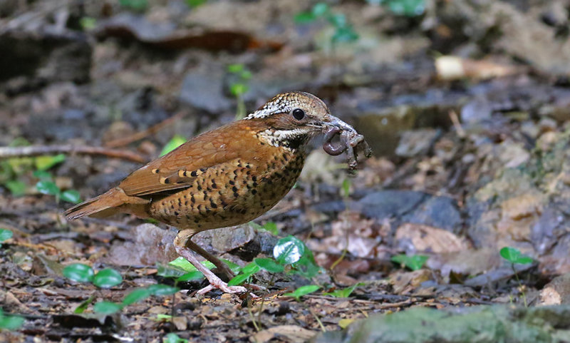 Eared Pitta