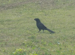 Crotophaga ani