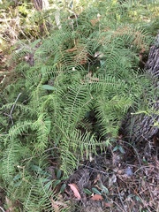 Gleichenia microphylla