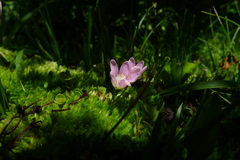 Lysimachia tenella