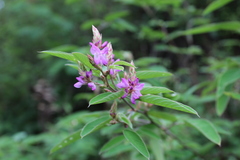 Desmodium jaliscanum