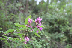 Desmodium jaliscanum