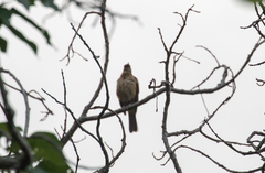 Turdus grayi
