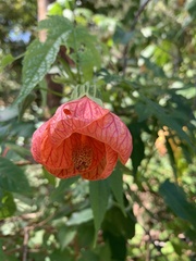 Abutilon × hybridum
