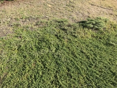 Baccharis pilularis pilularis