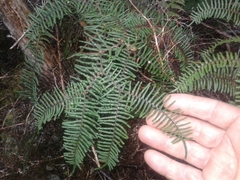 Gleichenia ×punctulata