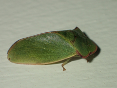 Tituria