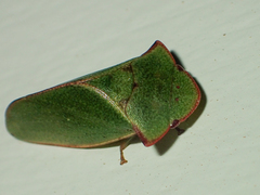 Tituria
