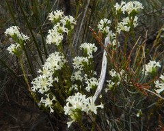 Pimelea phylicoides