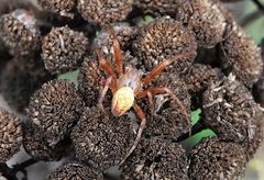 Araneus iviei