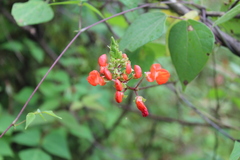 Phaseolus coccineus