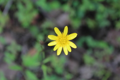 Ranunculus petiolaris