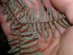 Gleichenia ×punctulata