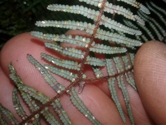 Gleichenia ×punctulata