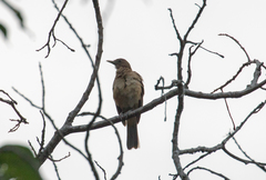 Turdus grayi