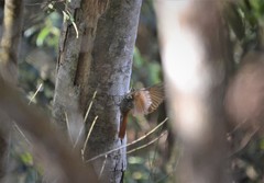 Lepidocolaptes squamatus