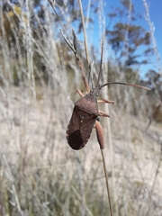 Amorbini
