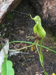 Pterostylis barbata