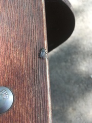 Pseudolynchia canariensis