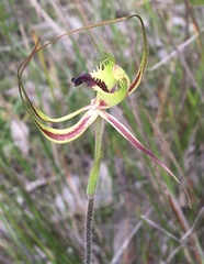 Caladenia attingens