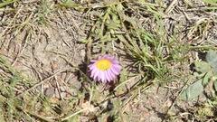 Xanthisma gymnocephalum