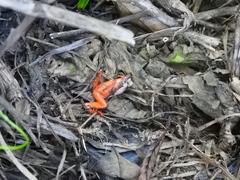 Dendropsophus reticulatus