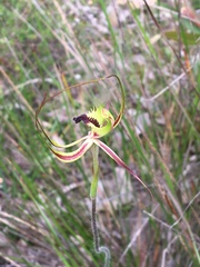 Caladenia attingens