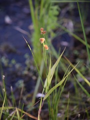 Juncus bolanderi