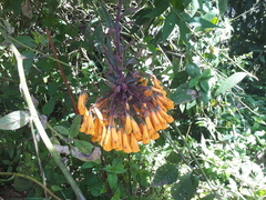 Alstroemeriaceae