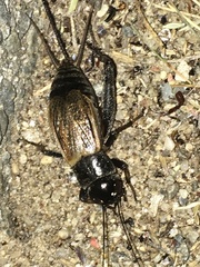 Gryllus firmus