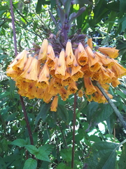 Alstroemeriaceae