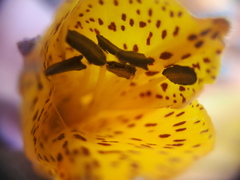 Alstroemeriaceae