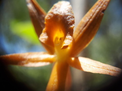 Epidendrum geminiochraceum