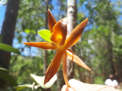 Epidendrum geminiochraceum