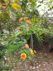 Lantana camara