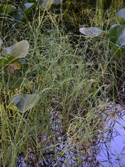 Torreyochloa pallida