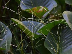 Torreyochloa pallida