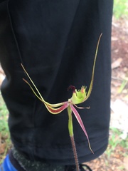 Caladenia attingens