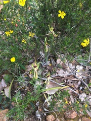 Caladenia attingens
