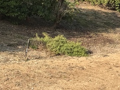 Baccharis pilularis pilularis