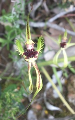 Caladenia attingens