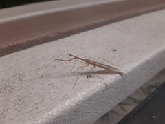 Bistanta mexicana
