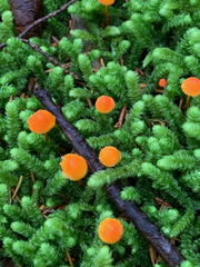 Mycena strobilinoidea