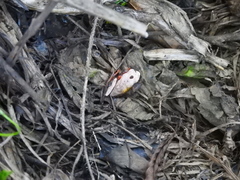 Dendropsophus reticulatus