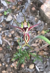 Caladenia attingens