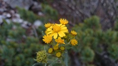 Senecio carnerensis
