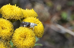 Neocaloreas leucobasis