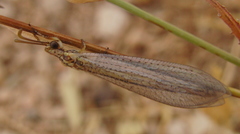 Macronemurus appendiculatus