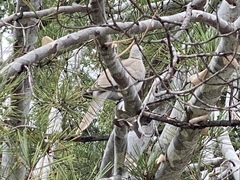Streptopelia decaocto
